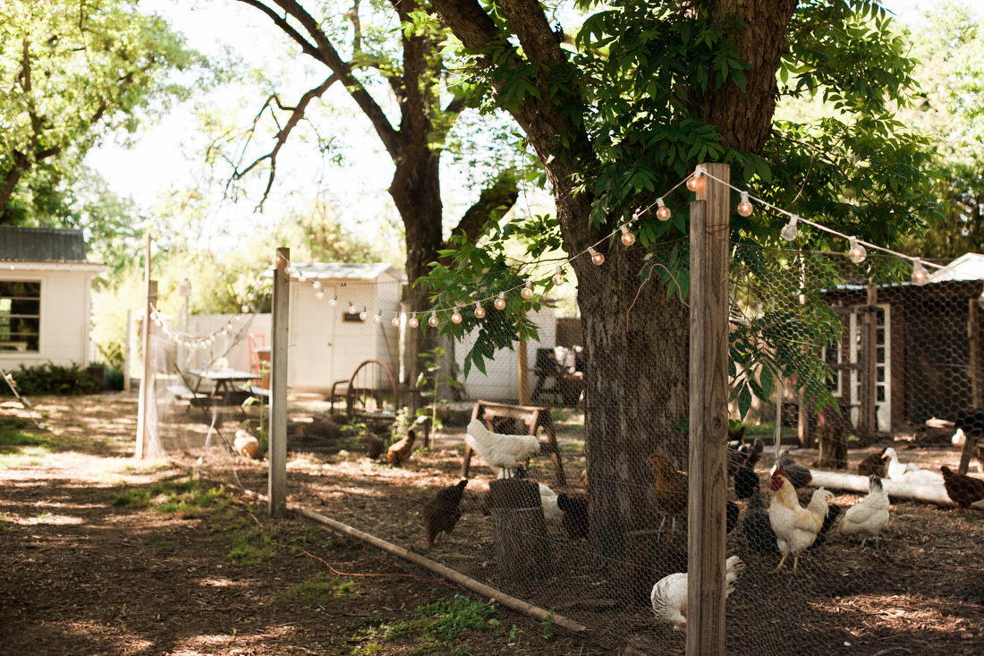 springdale farm chickens